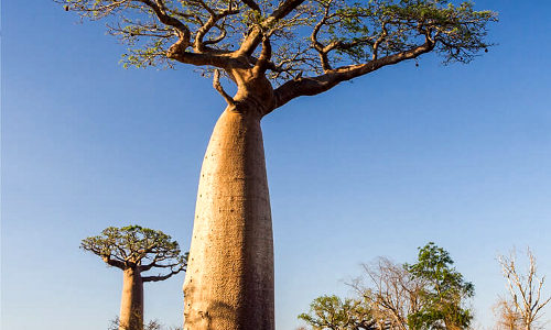 olej baobab