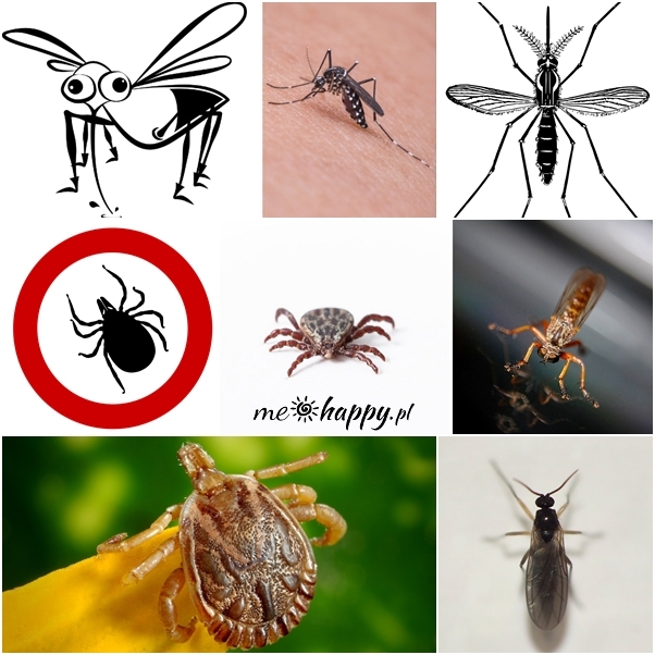 komary kleszcze muszki